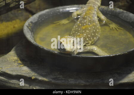 lizard laying on the water bowl Stock Photo