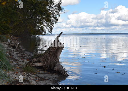 Trees and a huge dead tree stump left on the beach. Leaves in the water. Nature landscape. Baltic Sea Coast. Poland. Stock Photo