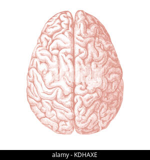 Top view of human brain Stock Photo - Alamy