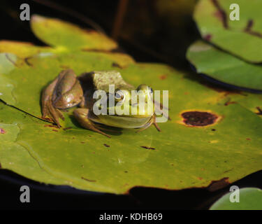 Bullfrog Lily Pad