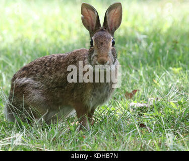 Surprised Eastern Cottontail rabbit standing in grass Stock Photo