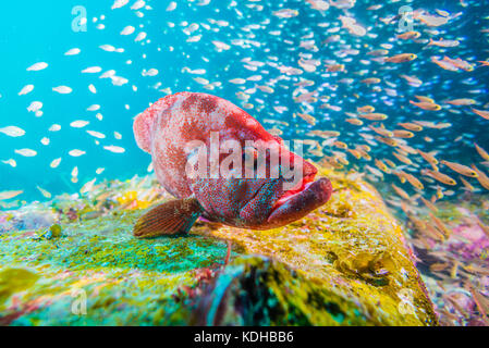 Tomato hind, Cephalopholis sonnerati  (Valenciennes, 1828).  Kushimoto, Wakayama, Japan. Stock Photo