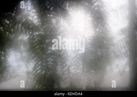 Burred fern leaves shot in fog shot through fogged windows after rain. Stock Photo