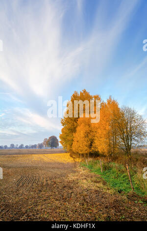 Beautiful rural autumn landscape with birch trees, a lot of fallen yellow leaves on the ground. Stock Photo