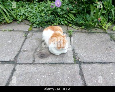Red white yard cat lying on the pavement of cement tiles summer day Stock Photo