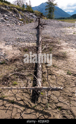 A tall tree washed ashore on a lake in Kananaskis country. Stock Photo