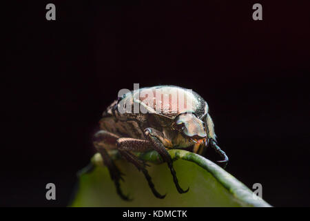 chafer in nature Stock Photo