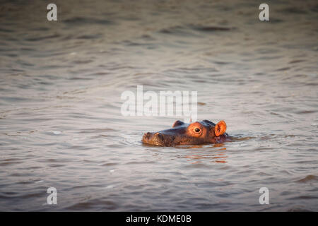 Happy-looking cute hippo calf swimming in green water. St. Lucia, South Africa Stock Photo