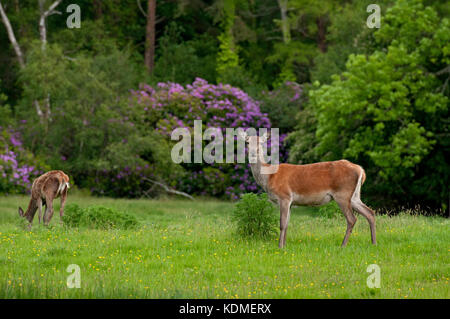 Red deer (Cervus elaphus), Killarney National Park, County Kerry, Ireland Stock Photo