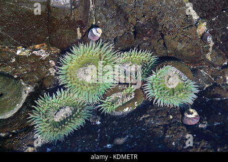 A tidal pool filled with sea anemones and mussels on the West Coast Oregon USA Stock Photo
