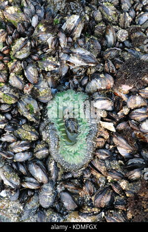 A tidal pool filled with sea anemones and mussels on the West Coast Oregon USA Stock Photo