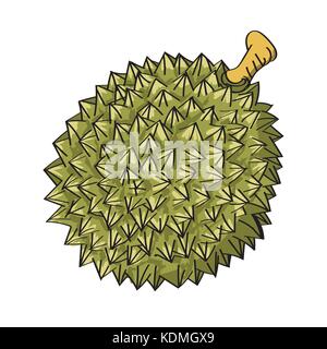 Illustration of Durian isolated on white background-Vector Illustration Stock Vector