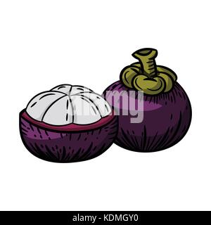Illustration of Mangosteen isolated on white background - Vector Illustration Stock Vector