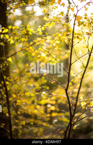 Birch trees in autumn sunshine with spiderwebs, Woodland Landscape, UK Stock Photo