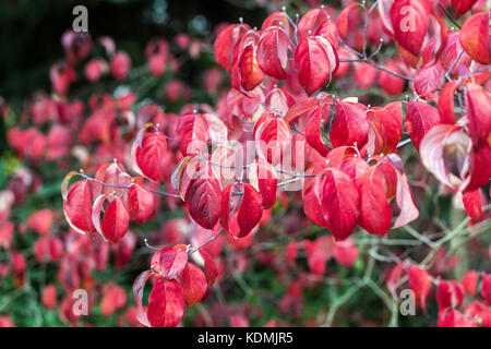 Red Dogwood, Cornus florida in autumn colors, Garden foliage autumn red leaves Stock Photo