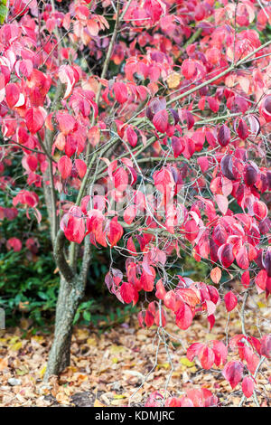 Dogwood Cornus florida in autumn colors Stock Photo