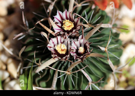 Echinofossulocactus Cactus Stock Photo