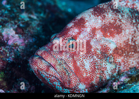 Face of Tomato hind, Cephalopholis sonnerati  (Valenciennes, 1828), Kushimoto. Wakayama, Japan Stock Photo