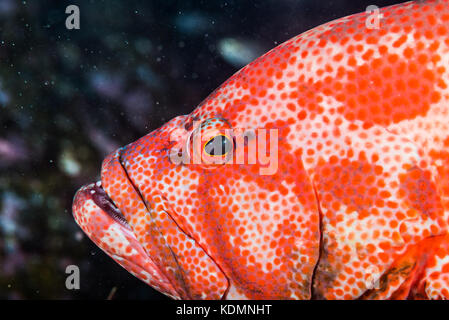 Face of Tomato hind, Cephalopholis sonnerati  (Valenciennes, 1828), Kushimoto. Wakayama, Japan Stock Photo