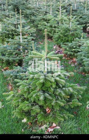 Nordmann fir plantation in Denmark Stock Photo