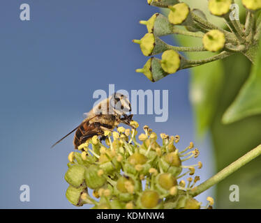 Hoverfly sitting on an ivy blossom Stock Photo