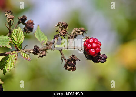 Raspberry on a branch with green and brown dead leaves Stock Photo