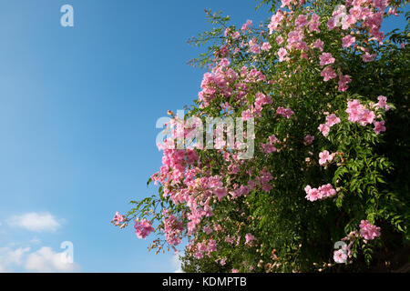 Pink campsis grandiflora Stock Photo