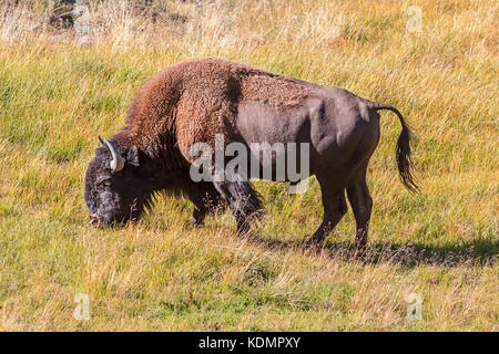 Bison grazing in Yellowstone  National Park, WY, USA Stock Photo