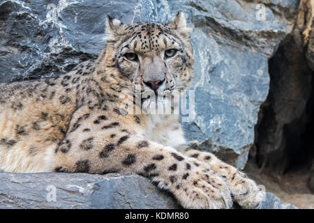 Snow leopard / ounce (Panthera uncia / Uncia uncia) resting on rock ledge in cliff face near cave entrance Stock Photo