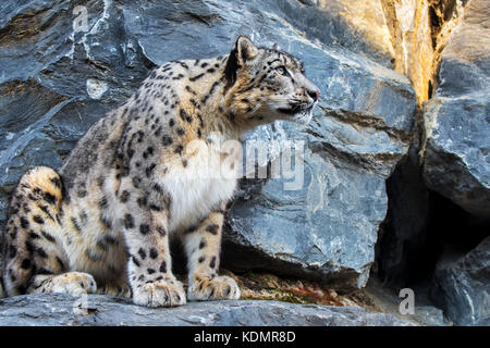 Snow leopard / ounce (Panthera uncia / Uncia uncia) looking for prey from rock ledge in cliff face, native to the mountain ranges of Asia Stock Photo