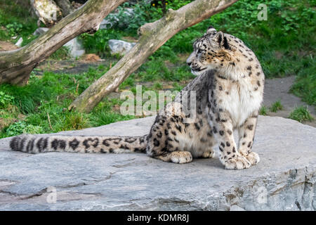 Snow leopard / ounce (Panthera uncia / Uncia uncia) sitting on rock looking backwards, native to the mountain ranges of Central and South Asia Stock Photo