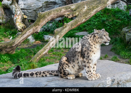 Snow leopard / ounce (Panthera uncia / Uncia uncia) native to the mountain ranges of Central and South Asia sitting on rock in zoo / animal park Stock Photo