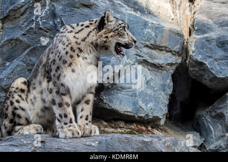 Snow leopard / ounce (Panthera uncia / Uncia uncia) looking for prey from rock ledge in cliff face, native to the mountain ranges of Asia Stock Photo