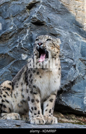 Yawning snow leopard / ounce (Panthera uncia / Uncia uncia) sitting on rock ledge in cliff face, native to the mountain ranges of Asia Stock Photo