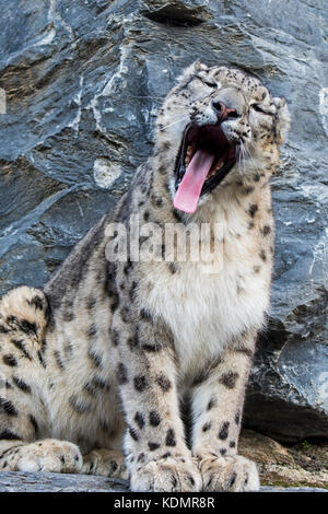 Snow leopard / ounce (Panthera uncia / Uncia uncia) in rock face yawning, native to the mountain ranges of Central and South Asia Stock Photo