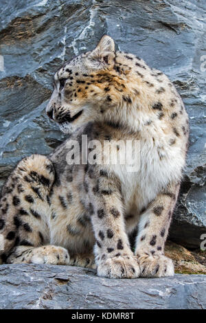Snow leopard / ounce (Panthera uncia / Uncia uncia) looking backwards from rock ledge in cliff face, native to the mountain ranges of Asia Stock Photo