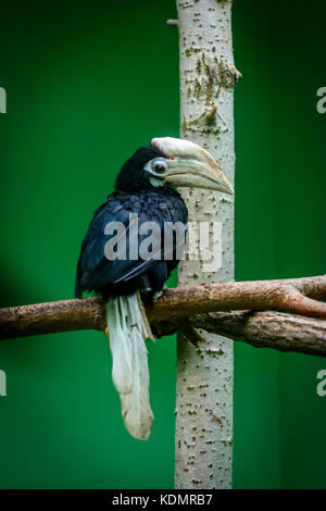 Male of Black hornbill (Anthracoceros malayanus) sitting on tree Stock Photo