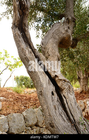 old olive tree trunk split by old age Stock Photo