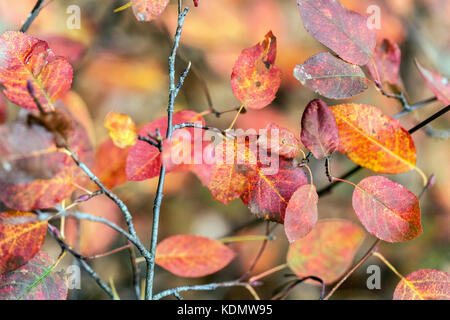 Amelanchier, Autumn, Amelanchier asiatica, Korean juneberry, Asian serviceberry, Foliage, Autumnal, Leaves, Shrub, October Stock Photo
