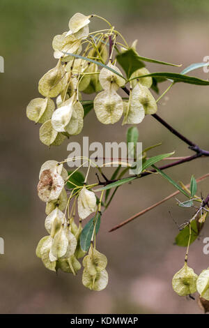 Hoptree, Stinking ash, Wafer ash, Ptelea angustifolia, seeds Ptelea trifoliata Stock Photo