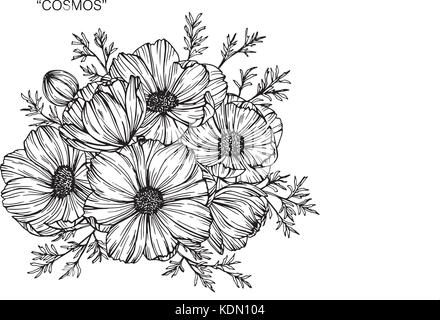 Cosmos flower drawing  illustration. Black and white with line art. Stock Vector