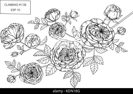 Roses flower drawing  illustration. Black and white with line art. Stock Vector