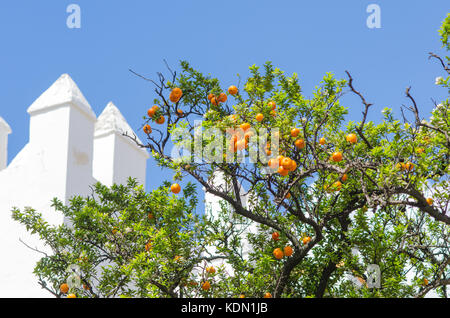 orange tangerine branch on a tree in a sunny day and blue sky Stock Photo