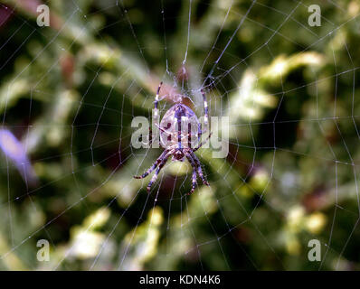 amazing up close macro of garden spider common hanging on web; Essex; England; UK Stock Photo