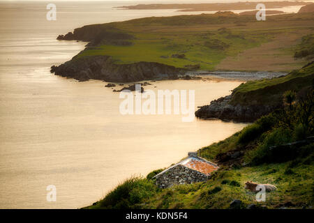 Cow, stone shack and coastline from Sky Road with Dolphine Beach. Near Clifden. Connemara,County Galway, Ireland Stock Photo