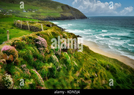 Sea thrift or sea pinks or Sea Ivory,blooming on coast off Slea Head Drive. County Kerry, Ireland Stock Photo