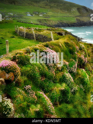 Sea thrift or sea pinks or Sea Ivory,blooming on coast off Slea Head Drive. County Kerry, Ireland Stock Photo