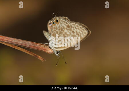 Long-tailed blue Stock Photo