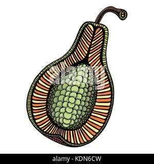 Hand drawn, colored ornamental fruit. Vector illustration, isolated on white Stock Vector