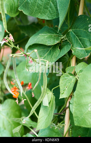 Runner Bean plants, Enorma, with green beans and red flowers growing up bamboo canes in a vegetable garden, UK. Stock Photo